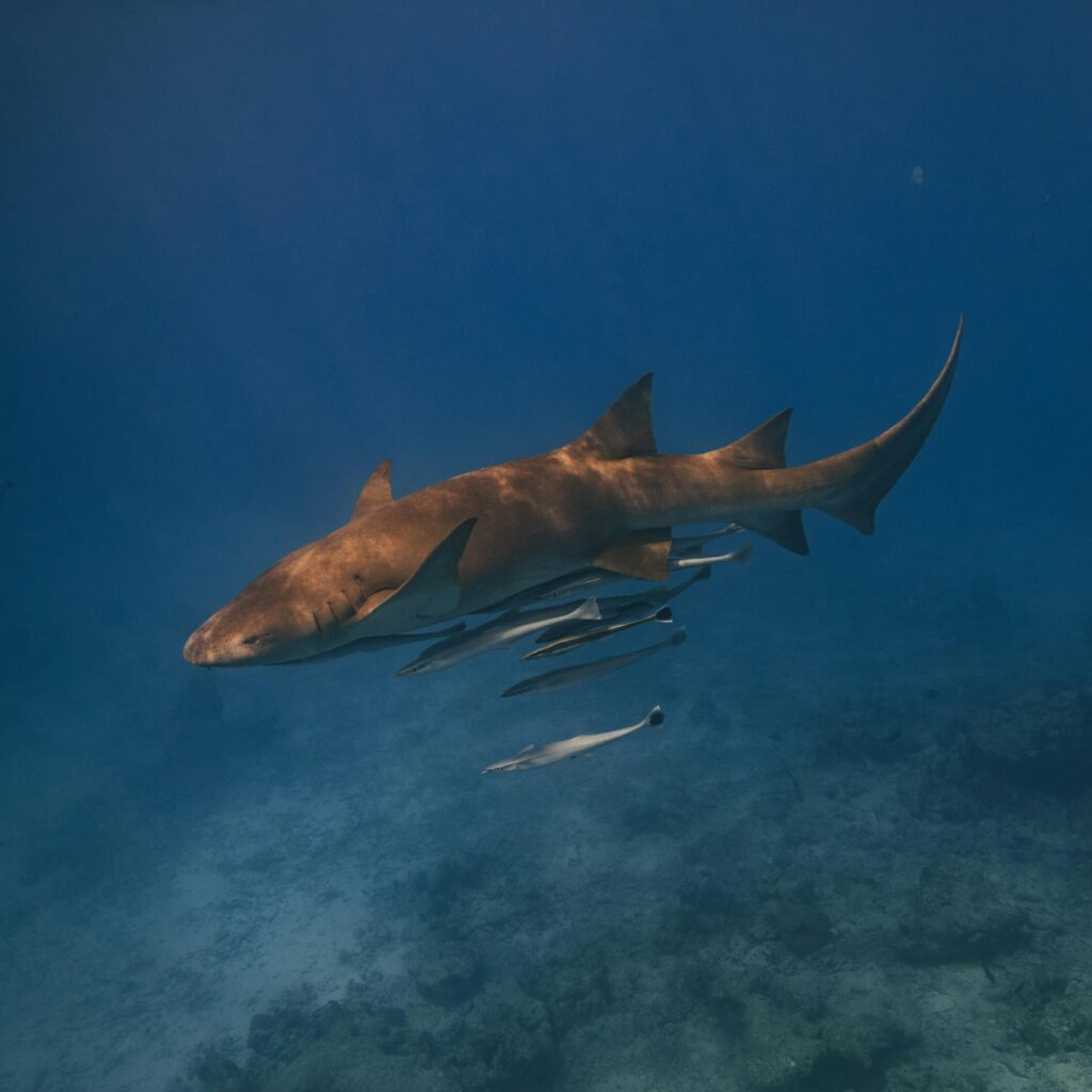 sailboat-sanblas-outdoor-yatch