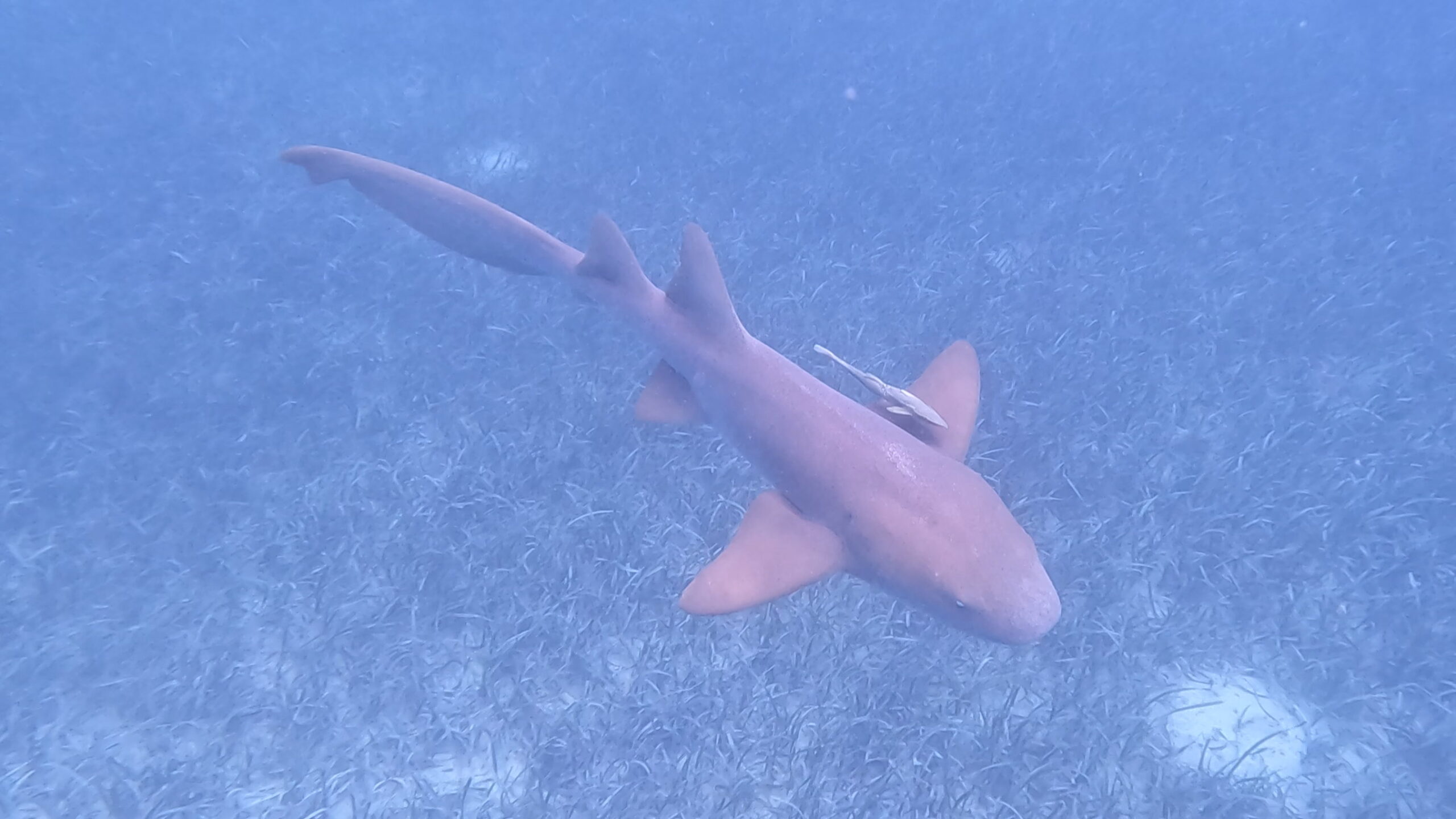 Coral reef conservation and responsible snorkeling